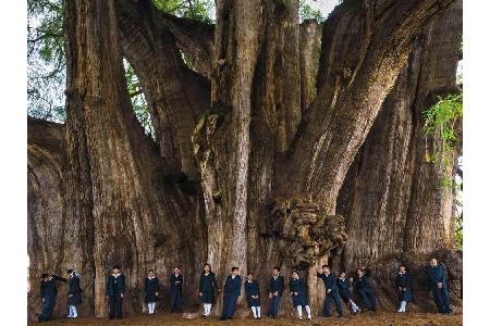 Die beiden Fotografen reisten von Kalifornien über Island bis nach Japan, um Bäume wie diesen abzulichten: Das ist der Baumr...