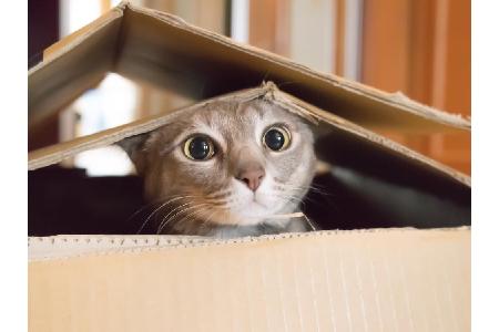 Am 8. August ist wieder Weltkatzentag. Tierfreunde und Katzen-Fans feiern mit diesen witzigen Gadgets und Apps rund um die S...