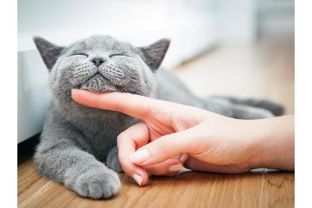 Viel Spaß mit den Apps und Gadgets!