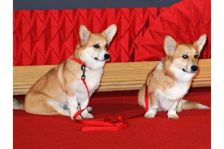 ...da nicht der Queens liebste Hunde auch noch auf dem roten Teppich zu Gast gewesen wären, hätte Billy die ganze Aufmerksam...