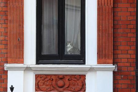 ...hat Angst vor Katzen. Ja, Katzen, den samtpfotigen, schmusigen, schnurrenden Stars des Internets. Kaum zu fassen! Ähnlich...