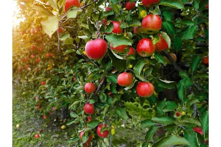 Das alte Hausrezept, nach dem ein Apfel das Zähneputzen ersetzen kann, funktioniert leider nicht. Trotzdem besitzt das Obst ...