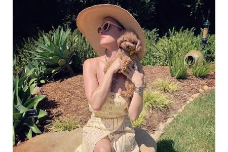 Verrückt: Sängerin Katy Perrys (33) Teacup Pudel Nugget ist inzwischen so berühmt, dass er eigene TV-Shows oder Werbeaufträg...