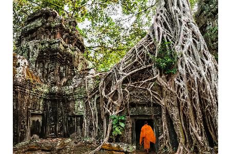 Die von sogenannten Würgefeigen überwucherten Ruinen von Ta Prohm locken nicht nur Tausende Touristen in den kambodschanisch...