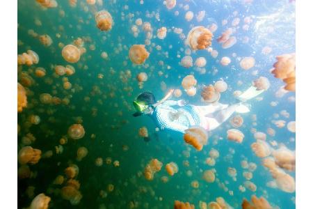 Etwas unheimlich, aber nicht gefährlich, ist ein Tauchgang im Quallensee des Südseestaates Palau. Hier können Unterwasserspo...