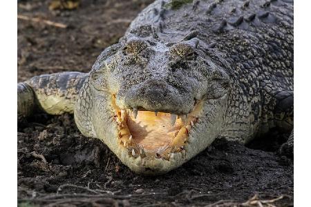 Doch auch die Tierwelt hat einiges zu bieten. Unter anderem Krokodile, Schildkröten und seltene Vogelarten. Außerdem gibt es...