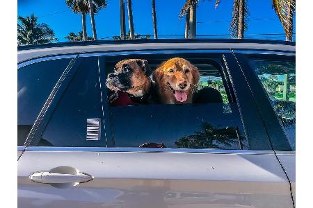 Da freut sich nicht nur der Hund: Verdunkelte Scheiben im Kofferraum und an den Rücksitzen helfen, das Auto kühl zu halten. ...