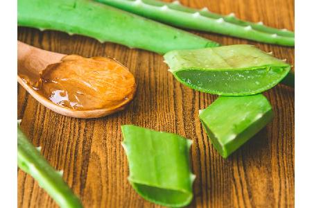 Die unscheinbare Heilpflanze Aloe Vera ist ein echter Alleskönner: Das darin enthaltene Gel hat entzündungshemmende Eigensch...