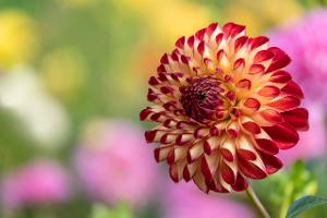 Gartendahlie Dahlia, rot-gelbe Bl�te, Nordrhein-Westfalen, D...