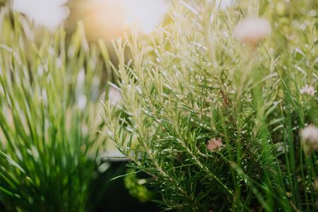 Tipps gegen Schnecken: Intensiv duftende Kräuter