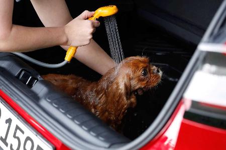 So badet man einen Hund im Ford Puma (2020)