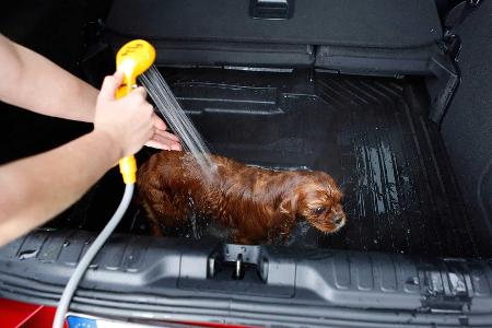 So badet man einen Hund im Ford Puma (2020)