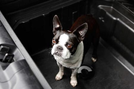 So badet man einen Hund im Ford Puma (2020)