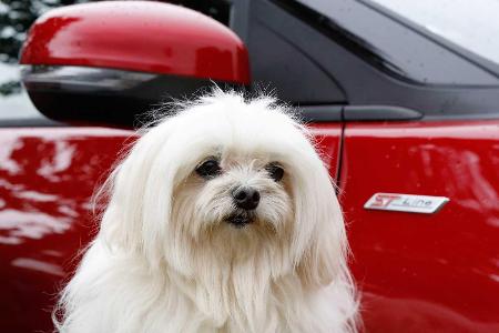 So badet man einen Hund im Ford Puma (2020)