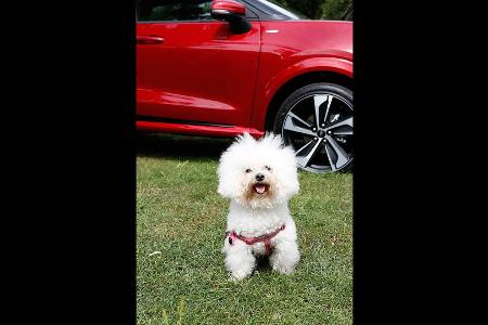 So badet man einen Hund im Ford Puma (2020)