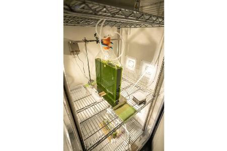 Mazda fördert Forschung an Biokraftstoff aus Mikroalgen