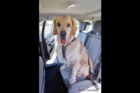 Hund im Auto unbedingt sichern: Der ADAC gibt Tipps