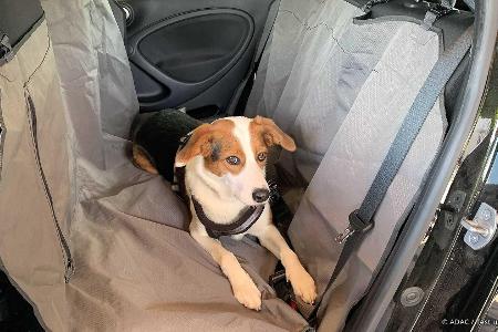 Hund im Auto unbedingt sichern: Der ADAC gibt Tipps