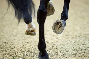 Vielseitigkeits-EM: Tod eines Pferdes überschattet Prüfung