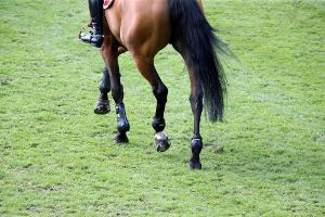 Galopp: Guignol und Iquitos im Japan Cup chancenlos