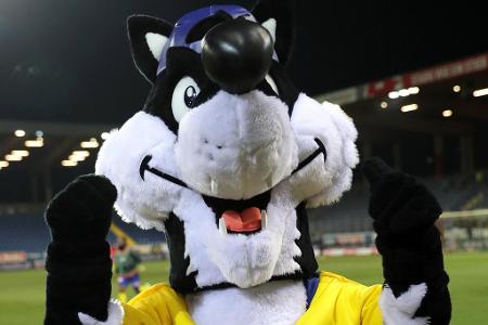 Lupo in seinem Einser-Wohnzimmer, am Spielfeld der NV Arena in St. Pölten. Gut gelaunt.