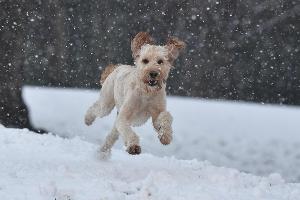 Restaurants wehren sich gegen Hundefleischverzicht
