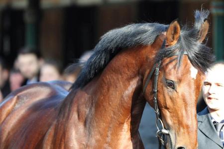 Dschingis Secret ist Galopper des Jahres 2017