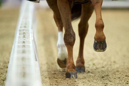 Sexualstraftäter nimmt mit Verbandslizenz an Reitturnier teil