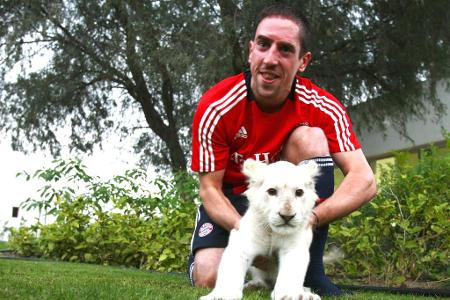Auch Tiere mag Ribéry offenbar, wie dieser Schnappschuss mit einem weißen Löwen in Dubai beweist.