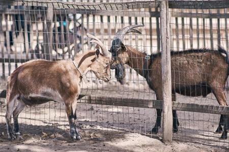 1. FC Köln verabschiedet Vereinsmaskottchen Hennes VIII. in den Ruhestand