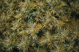 Cannabis-Plantage während Vuelta-Übertragung entdeckt