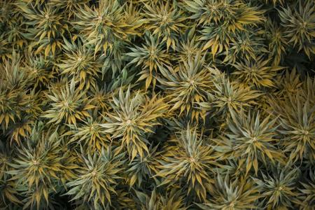 Cannabis-Plantage während Vuelta-Übertragung entdeckt