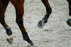 DM der Reiter in Balve auf September verschoben