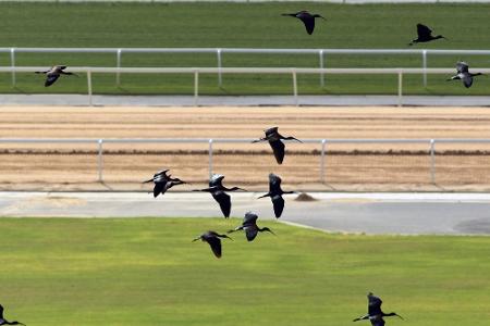 Leipzig sagt Renntag am 1. Mai ab