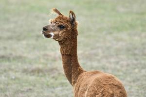 England: Alpaka sorgt für 15-minütige Unterbrechung