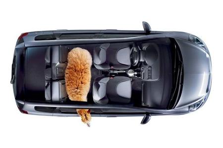 Alpaka im Honda Fit (Honda Jazz)