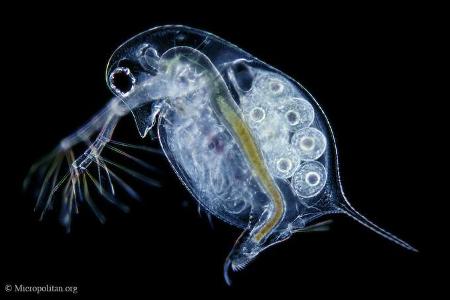 Daphnia - Ein Wasserfloh.