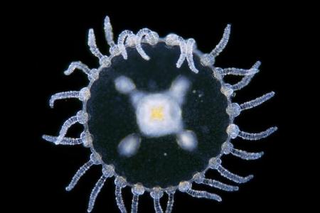 Die mikroskopisch kleine Qualle Obelia misst nur einen Millimeter im Durchmesser