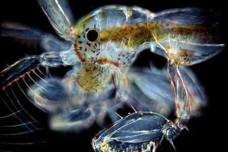 Caprella linearis - Die Gottesanbeterinnen der Meere