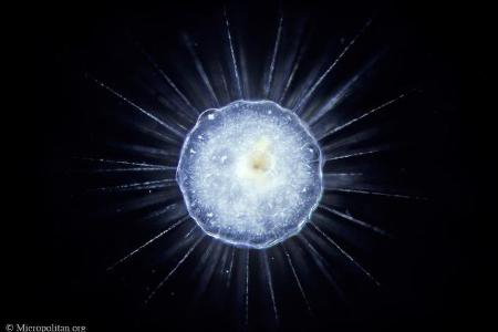 Actinosphaerium eichhorni