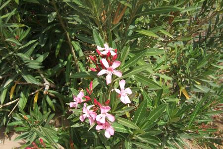 Oleander