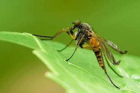 Jagdfliege, Insekten