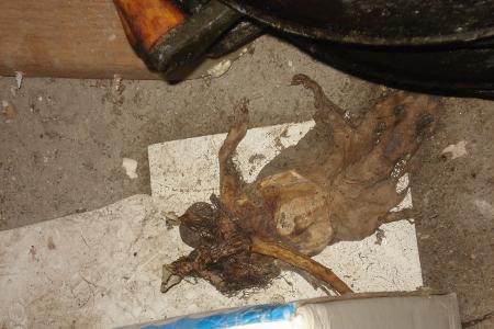 Lebensmittelkontrolle