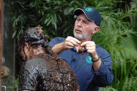 Dschungel-Arzt Bob sammelt giftige Skorpione von Martins Kopf.