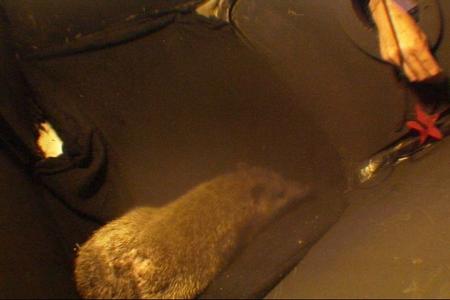 Stern Nummer drei wird von einem Nasenbeutler bewacht.