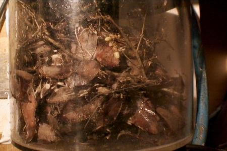 Brigitte muss sich auf den Sitz setzen und die Klappe über ihr öffnen.