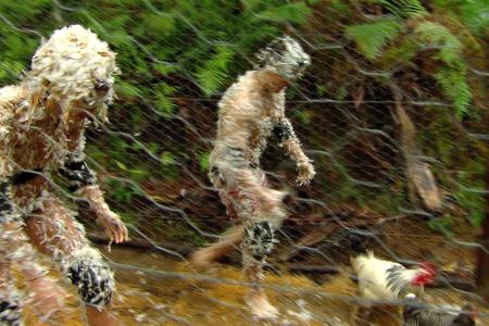 Einige von den Hühner tragen ein Plastik-Ei um den Hals.