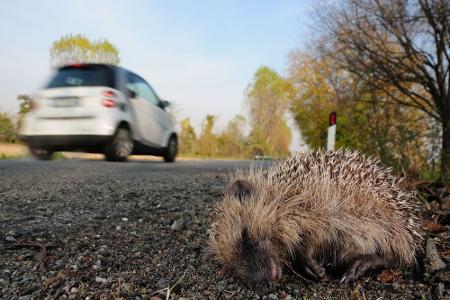 sms von letzter nacht