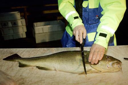 fischverarbeiter_Thomas Holtrup.jpg