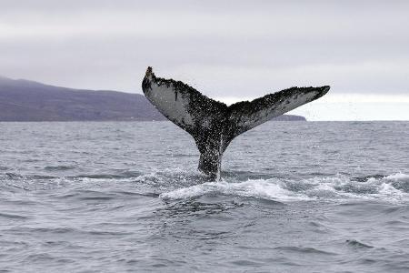 Wal Nasensekret_blickwinkel.jpg